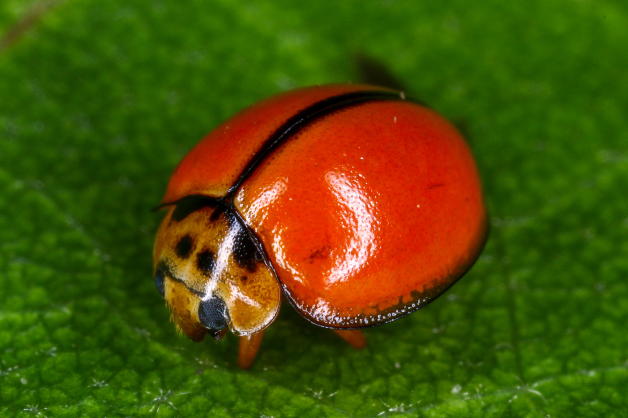 Micraspis discolor